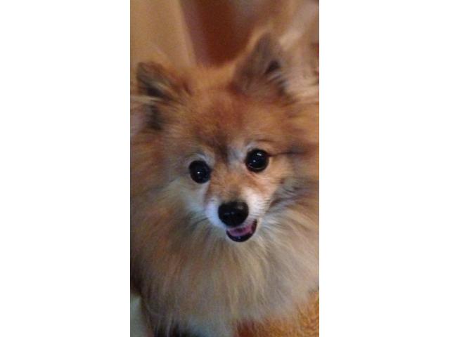 dispPetName($row['pet_name'])