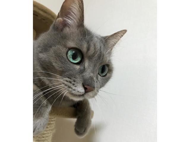 dispPetName($row['pet_name'])