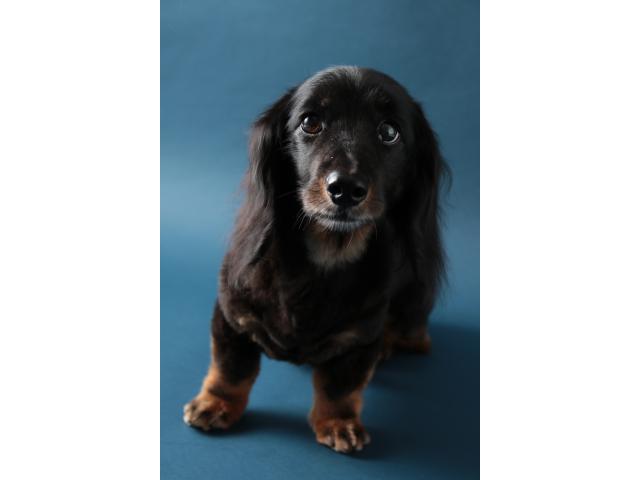 dispPetName($row['pet_name'])