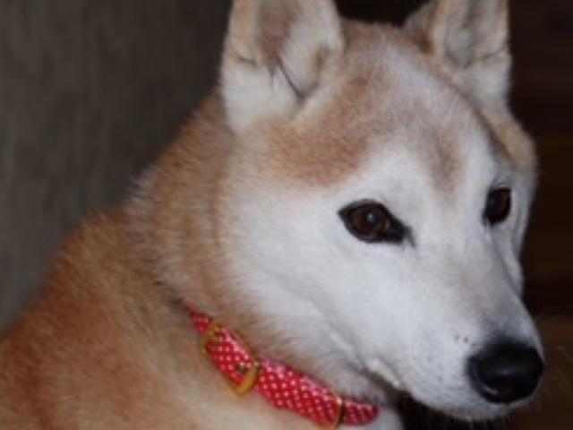 dispPetName($row['pet_name'])