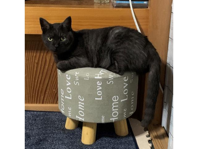 dispPetName($row['pet_name'])
