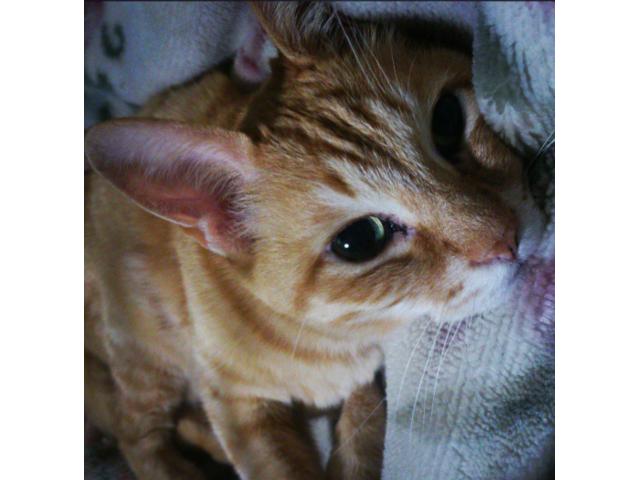 dispPetName($row['pet_name'])