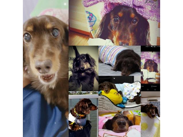 dispPetName($row['pet_name'])