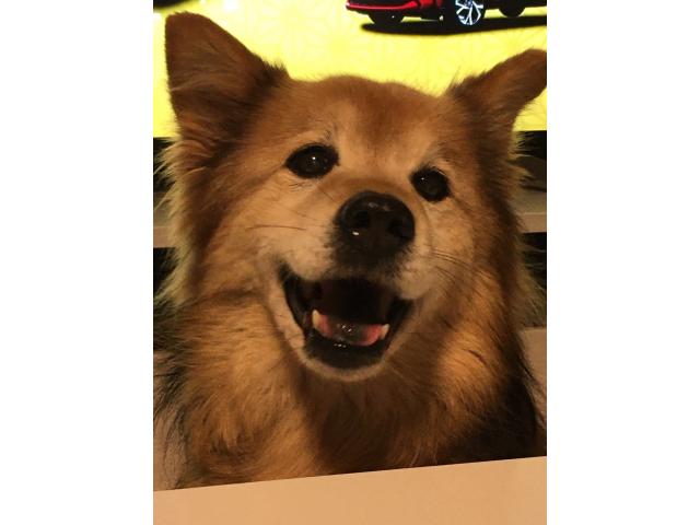 dispPetName($row['pet_name'])