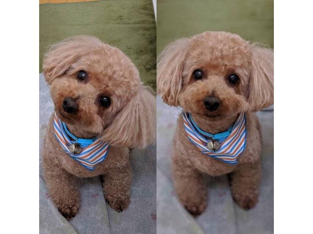 dispPetName($row['pet_name'])