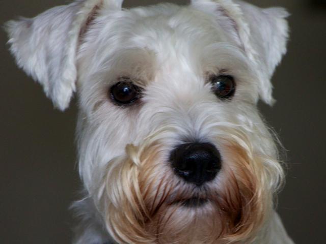 dispPetName($row['pet_name'])