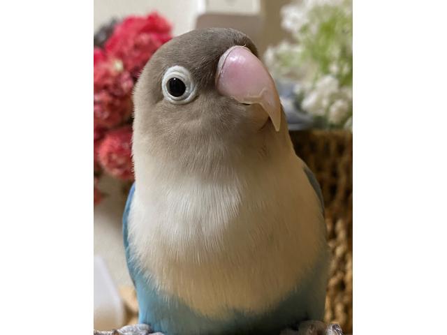 dispPetName($row['pet_name'])