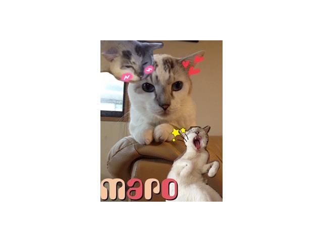 dispPetName($row['pet_name'])