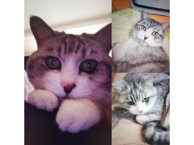dispPetName($row['pet_name'])