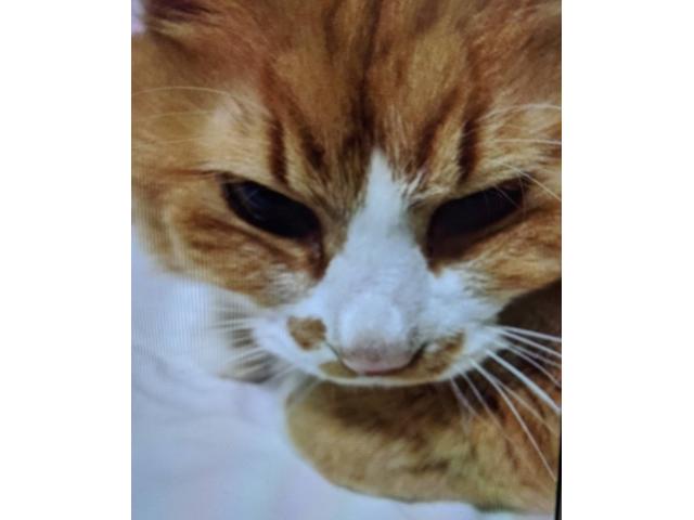 dispPetName($row['pet_name'])