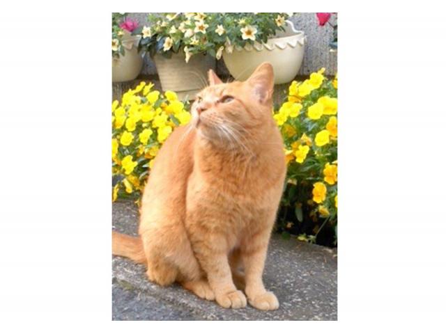 dispPetName($row['pet_name'])