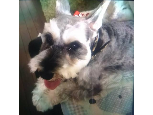 dispPetName($row['pet_name'])