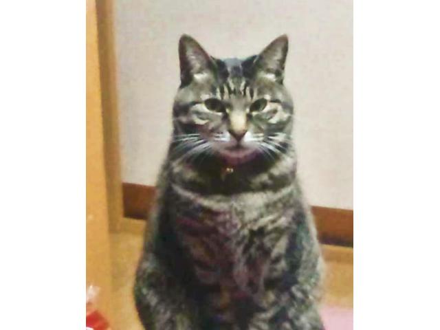 dispPetName($row['pet_name'])