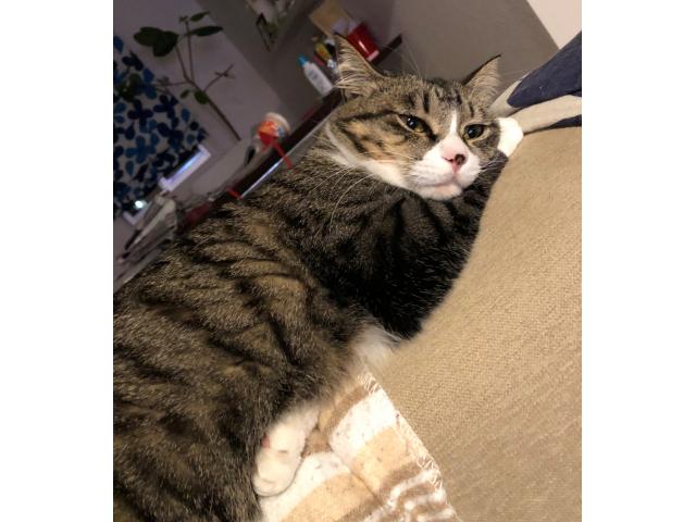dispPetName($row['pet_name'])