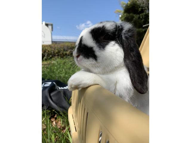 dispPetName($row['pet_name'])