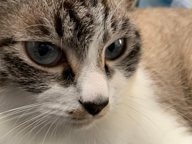 dispPetName($row['pet_name'])
