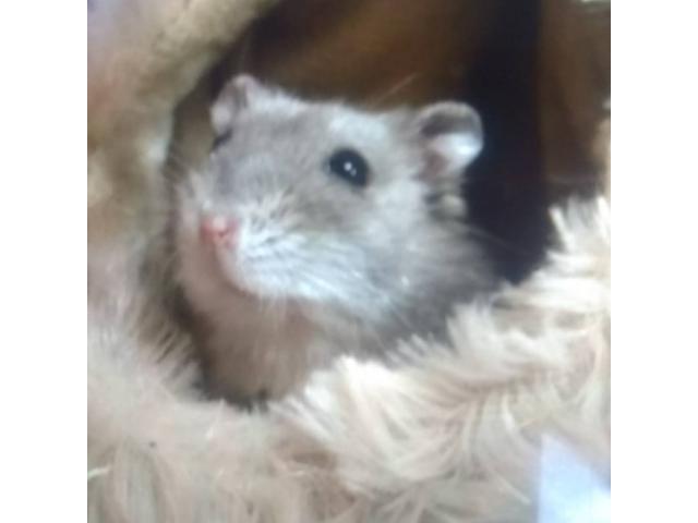 dispPetName($row['pet_name'])