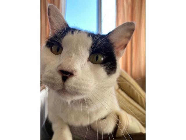 dispPetName($row['pet_name'])