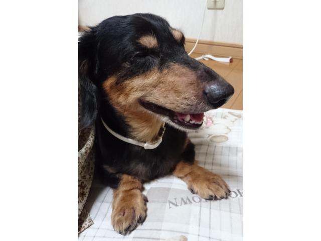 dispPetName($row['pet_name'])