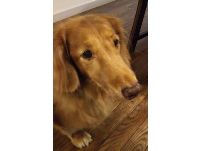 dispPetName($row['pet_name'])