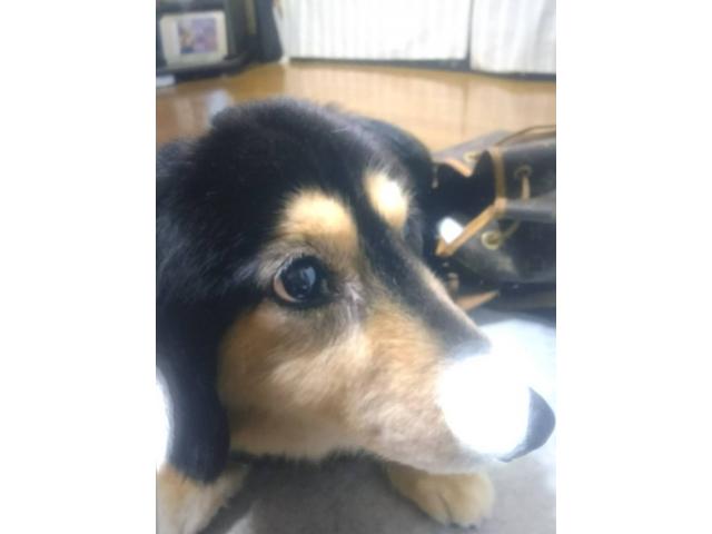 dispPetName($row['pet_name'])