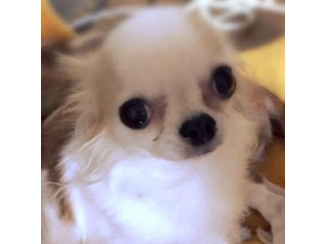 dispPetName($row['pet_name'])
