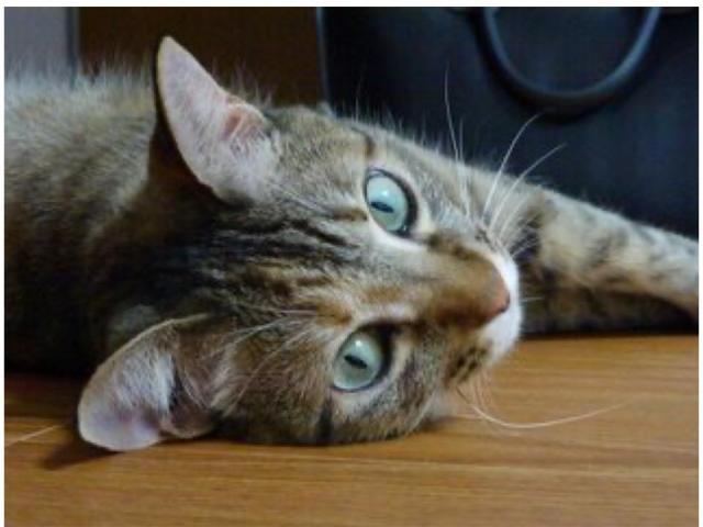 dispPetName($row['pet_name'])