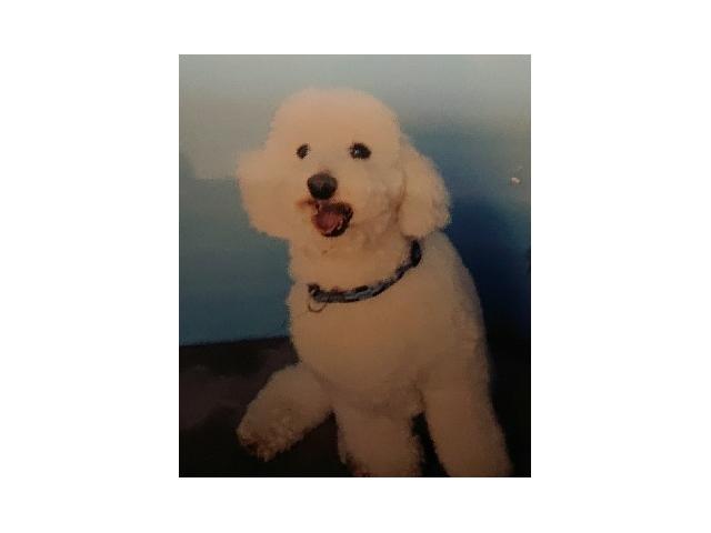 dispPetName($row['pet_name'])