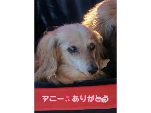 dispPetName($row['pet_name'])