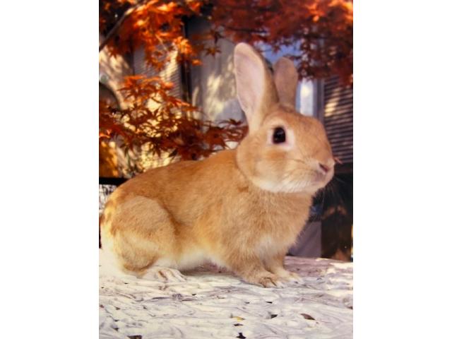 dispPetName($row['pet_name'])