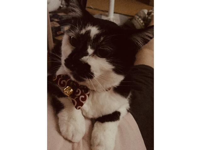 dispPetName($row['pet_name'])