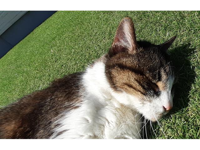 dispPetName($row['pet_name'])