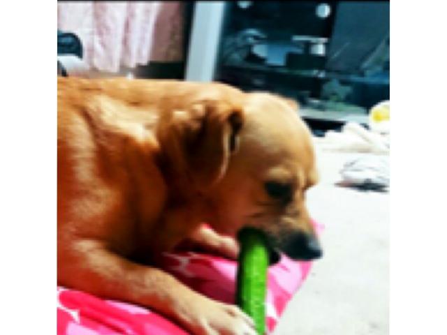 dispPetName($row['pet_name'])