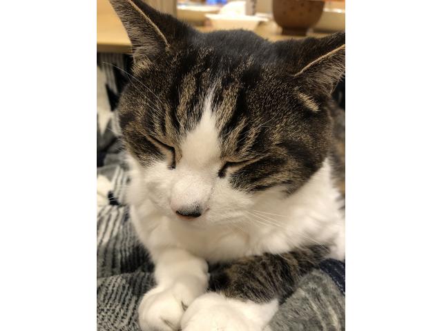 dispPetName($row['pet_name'])