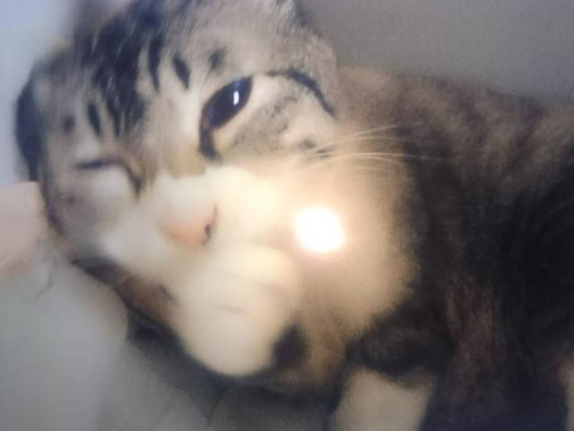 dispPetName($row['pet_name'])
