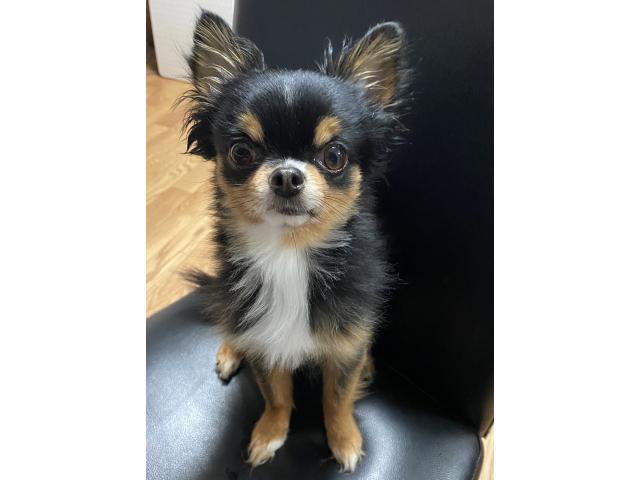 dispPetName($row['pet_name'])