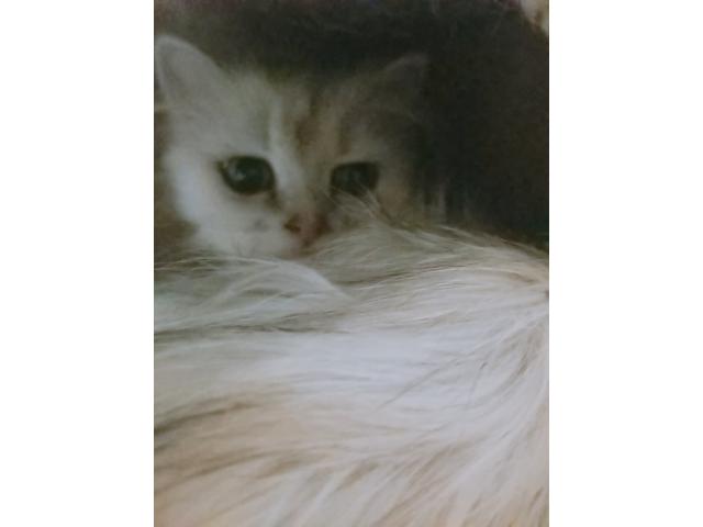 dispPetName($row['pet_name'])