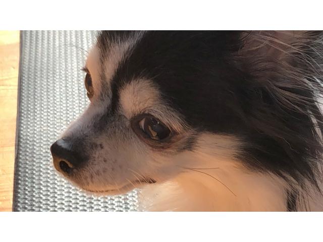 dispPetName($row['pet_name'])