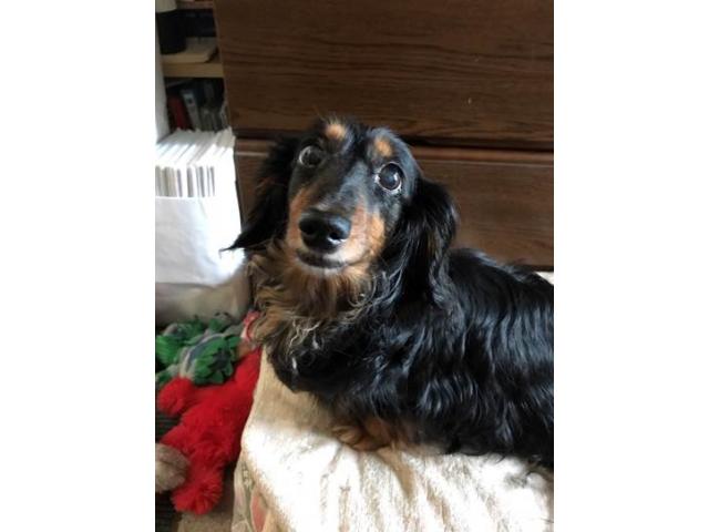 dispPetName($row['pet_name'])