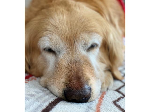 dispPetName($row['pet_name'])