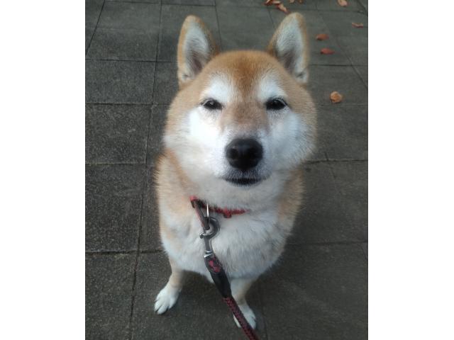 dispPetName($row['pet_name'])