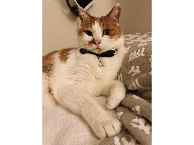 dispPetName($row['pet_name'])