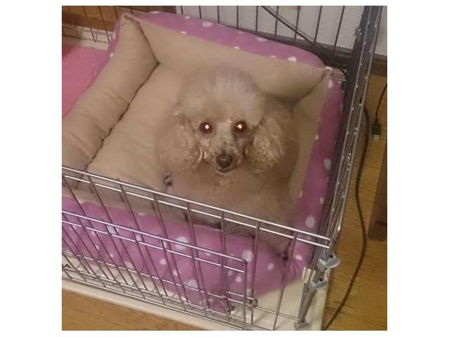 dispPetName($row['pet_name'])