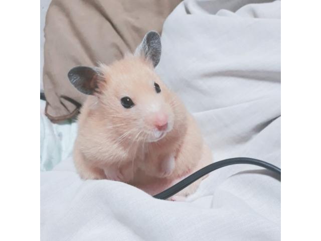 dispPetName($row['pet_name'])