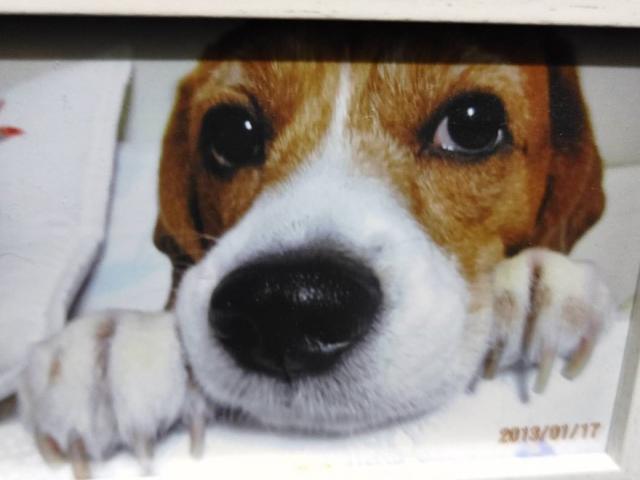 dispPetName($row['pet_name'])