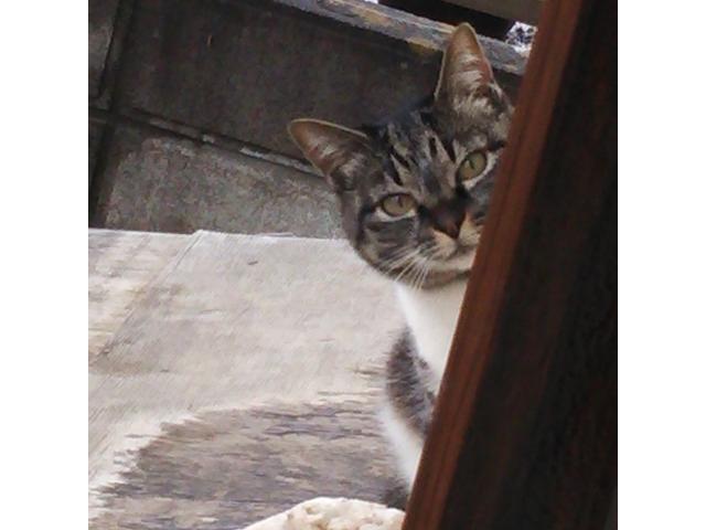 dispPetName($row['pet_name'])