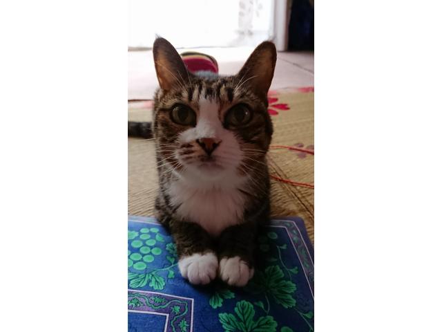 dispPetName($row['pet_name'])