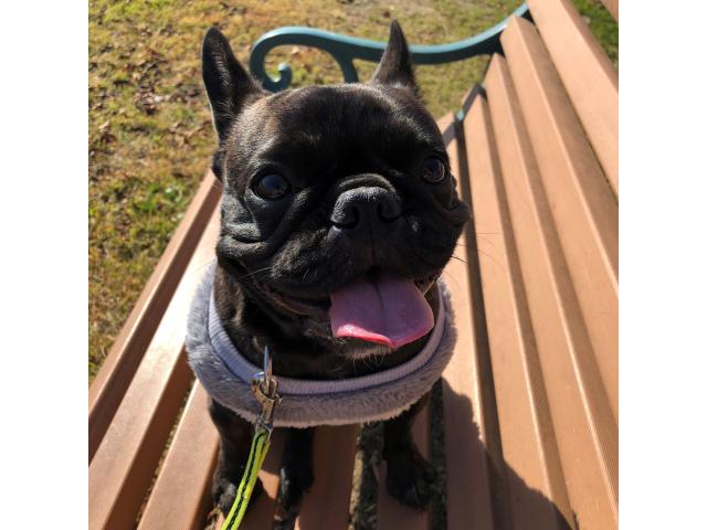 dispPetName($row['pet_name'])
