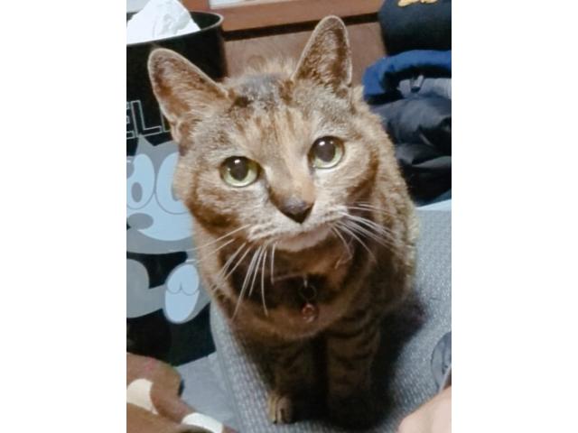 dispPetName($row['pet_name'])