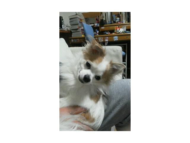 dispPetName($row['pet_name'])